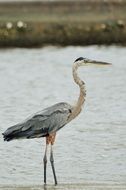 beautiful and amazing Heron Bird