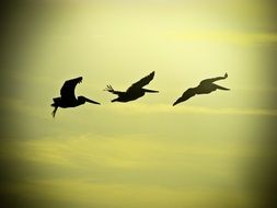 the cranes are flying in the sky at dusk