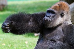gorilla is sitting on green grass