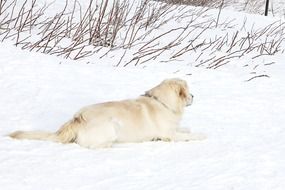 Labrador Dog Pet on snow