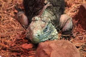cyclura nubila in terrarium