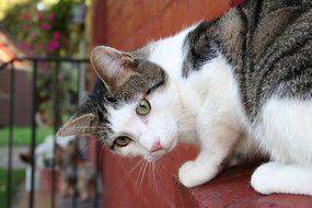 portrait of cat on a brick wall