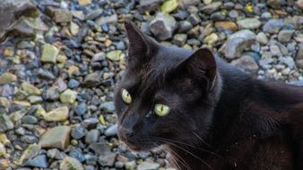 black yellow-eyed cat on a background of stones