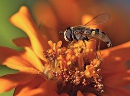insect on a lush orange flower