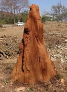 termite hill in india