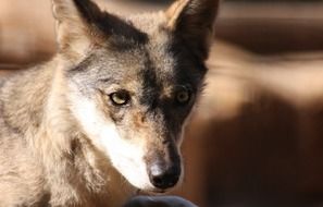 wolf head at blur background