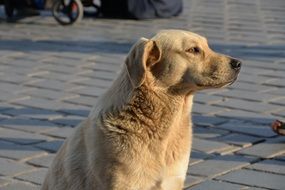 Dog in the street in Istanbul in Turkey