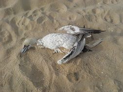 Bird in sand