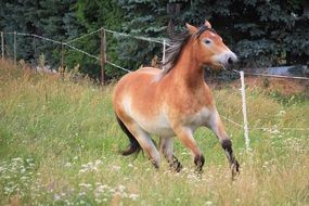 running horse in paddock