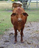 cute brown eared domestic cow on a farm