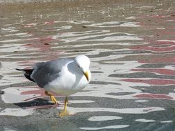 Seagull in Portugal Port