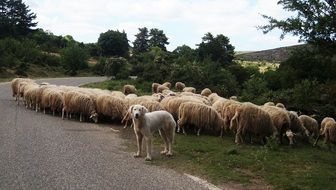 Sheeps and Dog