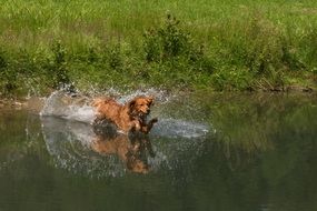 dog runs on water