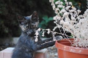 cute Cat Doing Gardening