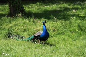 colourful Peacock Bird in Lawn