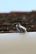 a sparrow sits on a metal pipe