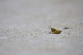 yellow cricket on the road