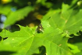 insect sitting on a maple leaf