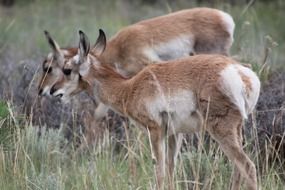 pronghorn antelope in wildlife