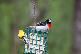 gross beak and finch on the feeder
