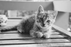 portrait of a cute kitten in black and white