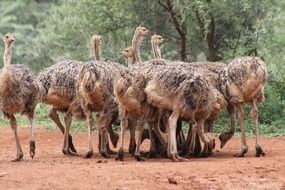 a flock of ostriches in Africa