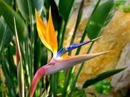 bird of paradise flower in a botanical garden in Germany