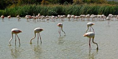 many flamingos in the wild