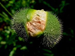 cactus hatching