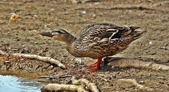 brown duck drinks from a puddle