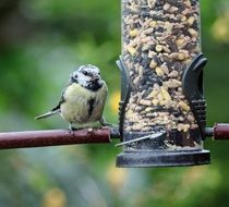 Blue tit and feeder