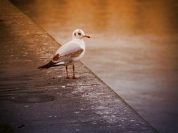 white gull with a yellow beak