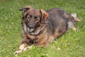 homeless dog on the meadow