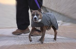 Dog in a clothes