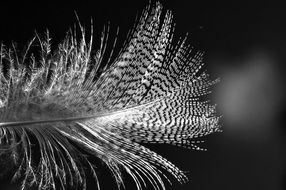 Feather Bird monochrome