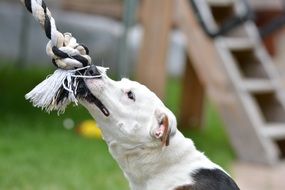 the dog is playing with the rope