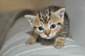 mackerel Kitten with blue eyes
