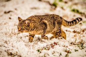 Beautiful and cute Domestic Cat on a snow