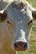 white Cow head close up