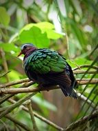 bird with green plumage on a branch