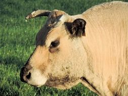 Cream Colored bull on a farm