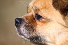 profile of the muzzle Tibetan Spaniel