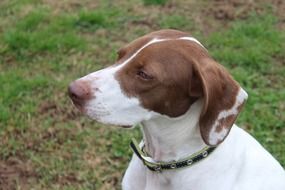 dog in a green collar