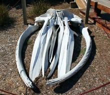 whale skull bones