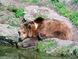 Brown Bear Relaxed