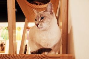 cat sits on the board