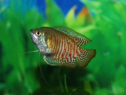 gourami fish in an aquarium