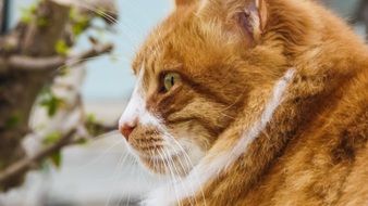 profile portrait of a red cat among nature