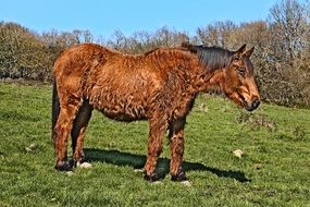 hairy horse on the field