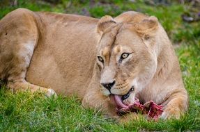 eating lioness